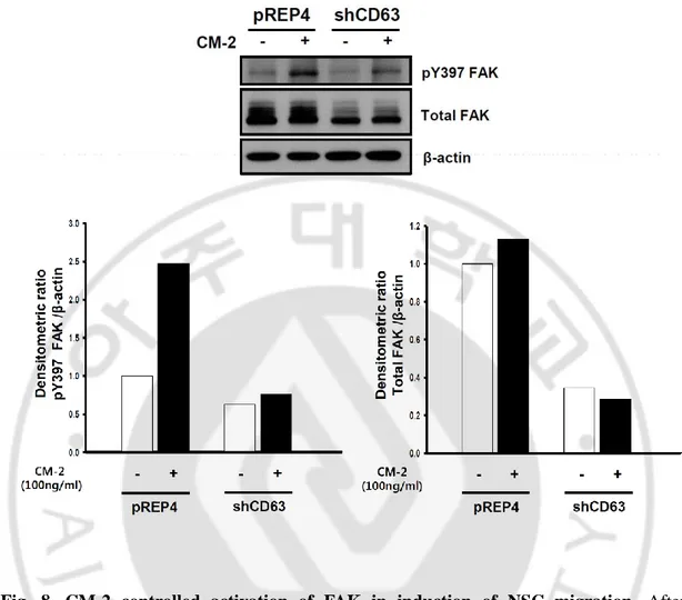 Fig.  8.  CM-2  controlled  activation  of  FAK  in  induction  of  NSC  migration.  After 