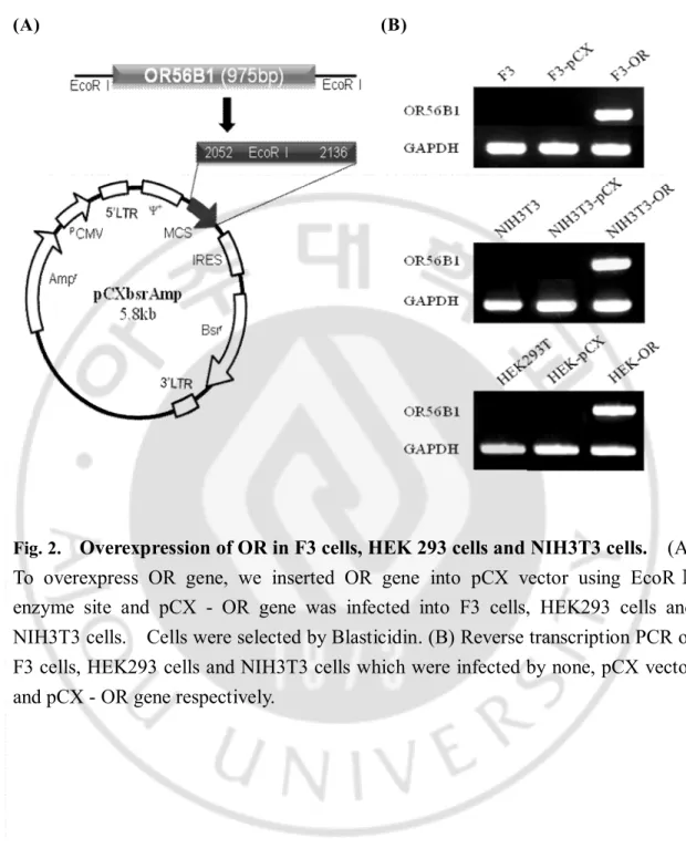 Fig. 2.    Overexpression of OR in F3 cells, HEK 293 cells and NIH3T3 cells.    (A) 