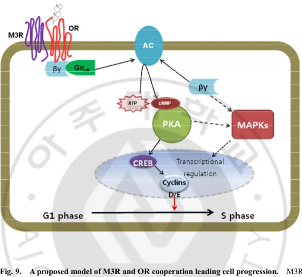Fig. 9.    A proposed model of M3R and OR cooperation leading cell progression.    M3R  and  OR  heteromers  may  couple  with  G  proteins  more  efficiently  than  do  monomeric  receptors