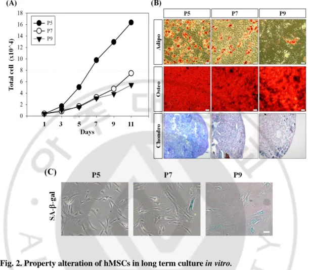 Fig. 2. Property alteration of hMSCs in long term culture in vitro.   