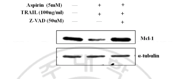 Fig.  11.  Effect  of  caspase  about  expression  of  p-ERK  and  Mcl-1.  HeLa  cells  were 