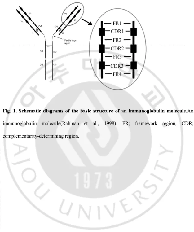 Fig.  1.  Schematic  diagrams  of  the  basic  structure  of  an  immunoglobulin  molecule.An 
