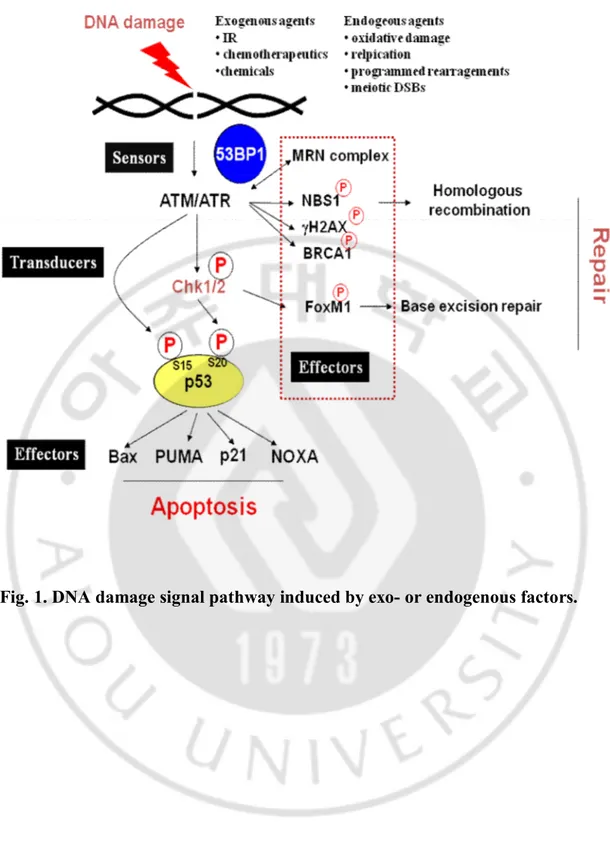 Fig. 1. DNA damage signal pathway induced by exo- or endogenous factors. 