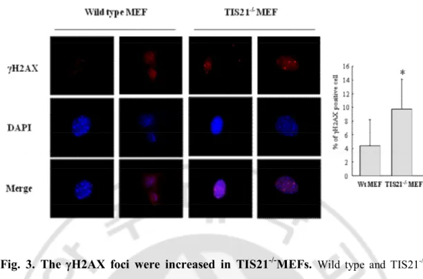 Fig.  3.  The  gH2AX  foci  were  increased  in  TIS21 -/- MEFs.  Wild  type  and  TIS21 -/- -/-MEFs were immunostained with anti-gH2AX antibody and DAPI staining