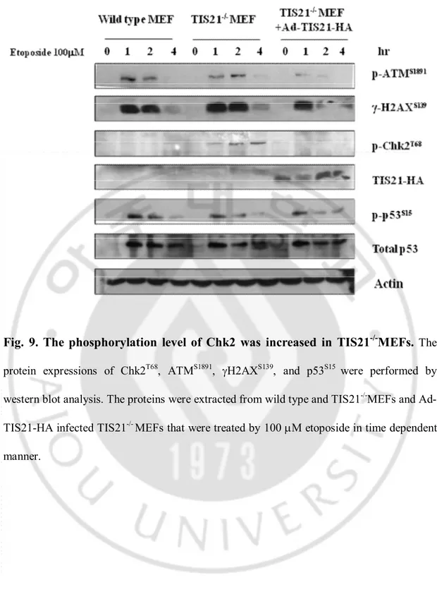 Fig.  9.  The  phosphorylation  level  of  Chk2  was  increased  in  TIS21 -/- MEFs.  The  protein  expressions  of  Chk2 T68 ,  ATM S1891 ,  gH2AX S139 ,  and  p53 S15  were  performed  by  western blot analysis