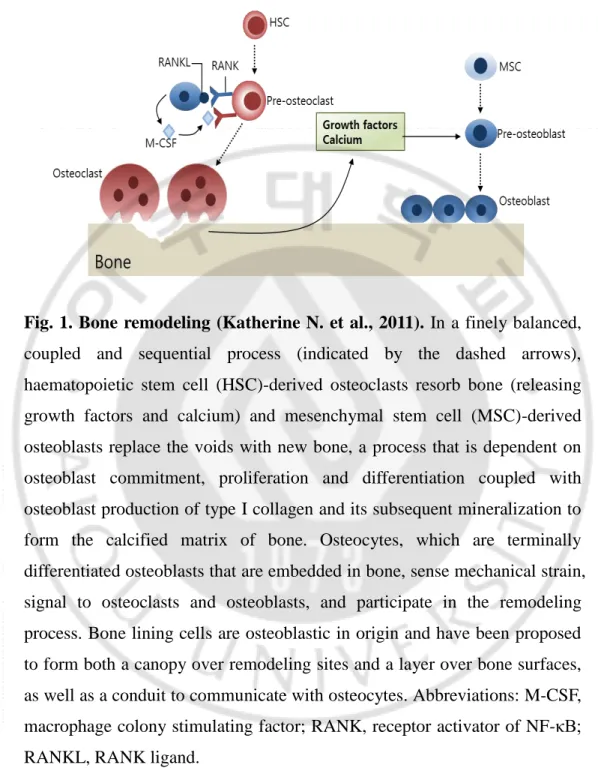 Fig. 1. Bone remodeling (Katherine N. et al., 2011).  In a finely balanced, 