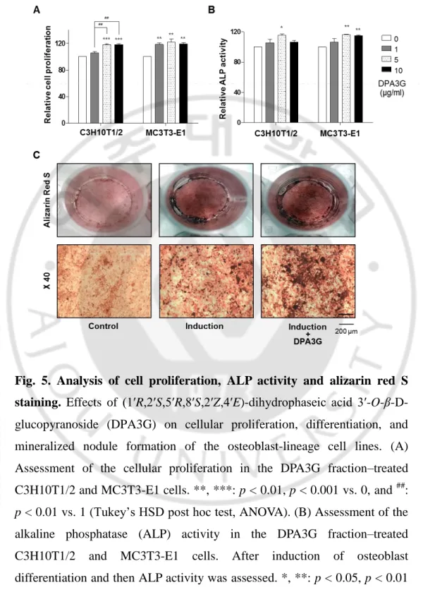 Fig.  5.  Analysis  of  cell  proliferation,  ALP  activity  and  alizarin  red  S  staining
