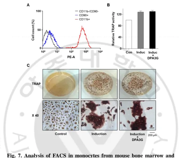 Fig.  7.  Analysis  of  FACS  in  monocytes  from  mouse  bone  marrow  and  TRAP assay
