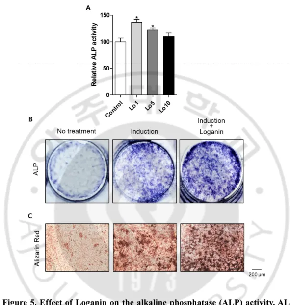 Figure 5. Effect of Loganin on the alkaline phosphatase (ALP) activity, ALP  staining,  and Alizarin  Red  S  staining  of  MC3T3-E1  cells