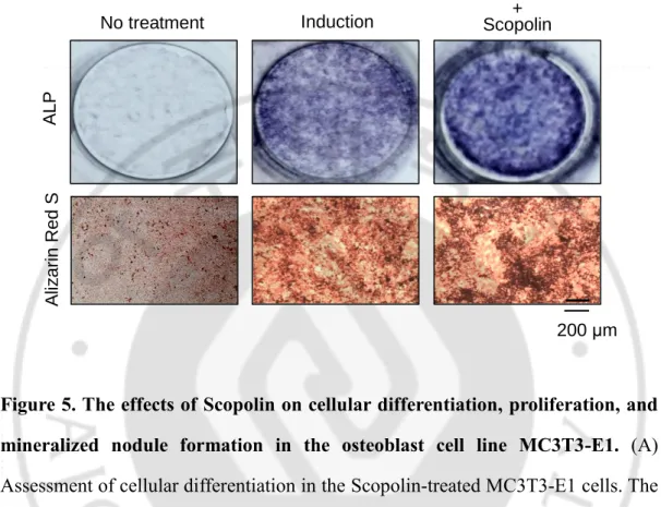 Figure 5. The effects of Scopolin on cellular differentiation, proliferation, and  mineralized  nodule  formation  in  the  osteoblast  cell  line  MC3T3-E1