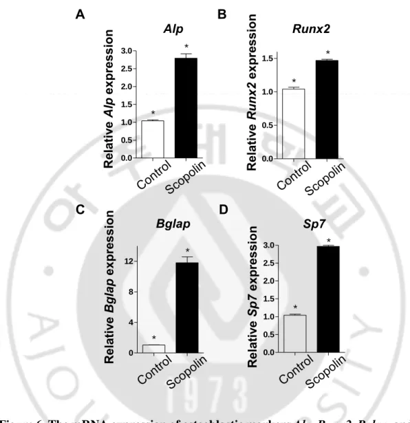 Figure 6. The mRNA expression of osteoblastic markers Alp, Runx2, Bglap, and  Sp7 in MC3T3-E1 treated with Scopolin