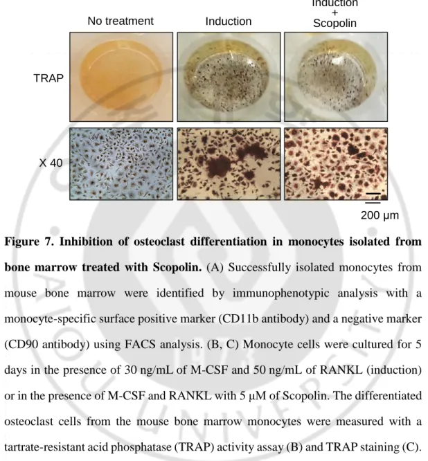 Figure  7.  Inhibition  of  osteoclast  differentiation  in  monocytes  isolated  from  bone  marrow  treated  with  Scopolin