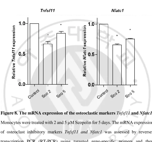 Figure 8. The mRNA expression of the osteoclastic markers Tnfsf11 and Nfatc1.  Monocytes were treated with 2 and 5 μM Scopolin for 5 days