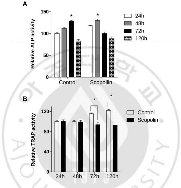 Figure 9. Differentiation of osteoblasts and osteoclasts in a co-culture of isolated  monocytes  and  the  osteoblastic  MC3T3-E1  cell  line