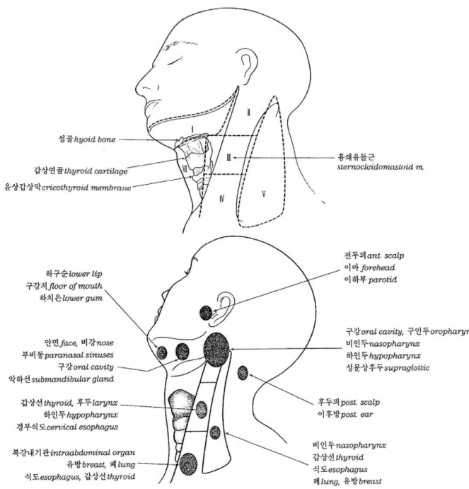 Fig. 4. Level of the cervical lymph nodes and corresponding sources of the metastatic cancer