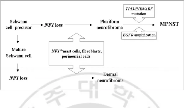 Fig.  3.  A  diagram  of malignant  degeneration  pathway of  NF1  (Dasgupta  et  al.,  2003)