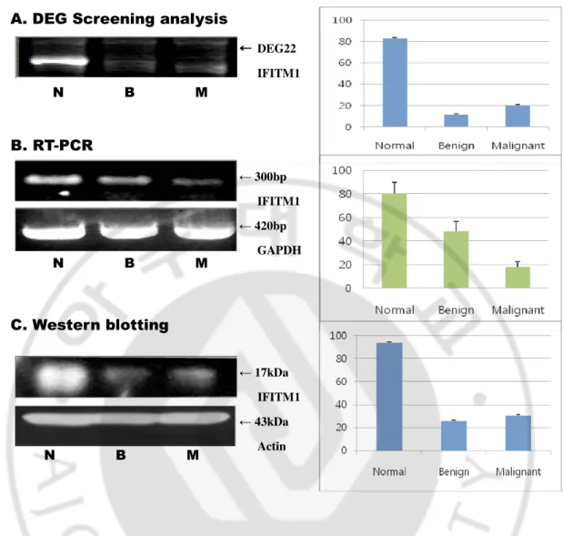 Fig.  7.  Expression  pattern  of  the  identified  IFITM1  genes  on  the  NF1  .  (A)  DEG  screening analysis of IFITM1 in three types of NF1 cells with the quantitative results (N=3,  *P&lt;0.005, one-factor ANOVA)