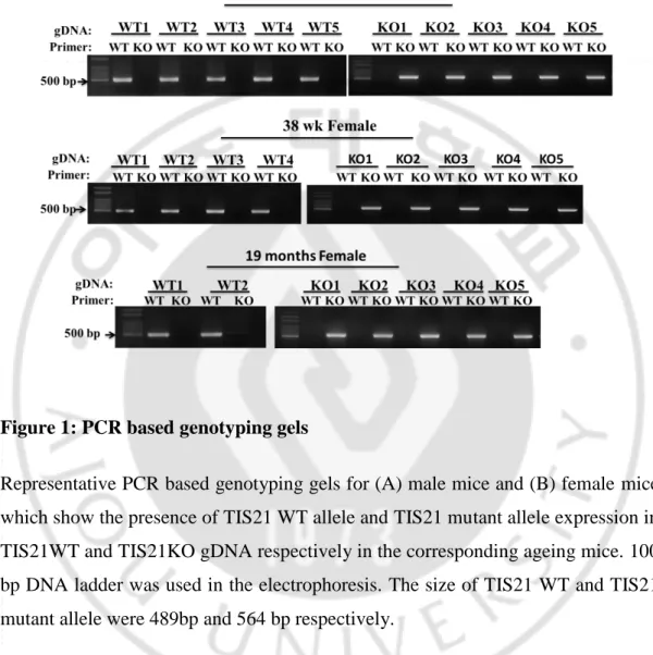 Figure 1: PCR based genotyping gels  