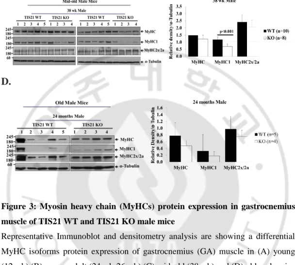 Figure  3:  Myosin  heavy  chain  (MyHCs)  protein  expression  in  gastrocnemius  muscle of TIS21 WT and TIS21 KO male mice 