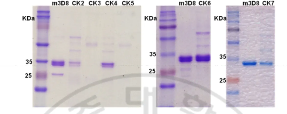 Fig.  5.  SDS-PAGE  of  the  purified  scFvs.  Proteins  (5  μg)  were  separated  on  12  %  acrylamide  gels  under  denature  condition  and  visualized  with  Coomassie  Blue.