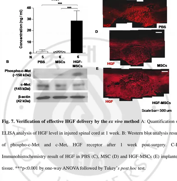 Fig. 7. Verification of effective HGF delivery by the ex vivo method A: Quantification of  ELISA analysis of HGF level in injured spinal cord at 1 week