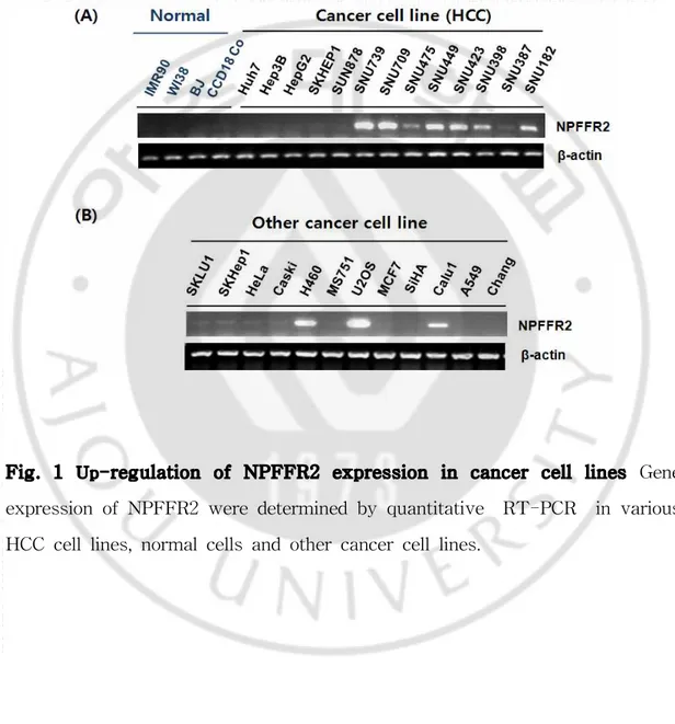 Fig. 1 Up -regulation of NPFFR2 expression in cancer cell lines Gene expression of NPFFR2 were determined by quantitative RT-PCR in various HCC cell lines, normal cells and other cancer cell lines.