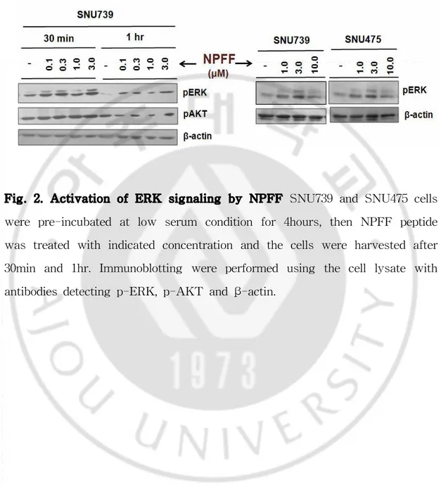 Fig. 2. Activation of ERK signaling by NPFF SNU739 and SNU475 cells were pre-incubated at low serum condition for 4hours, then NPFF peptide was treated with indicated concentration and the cells were harvested after 30min and 1hr
