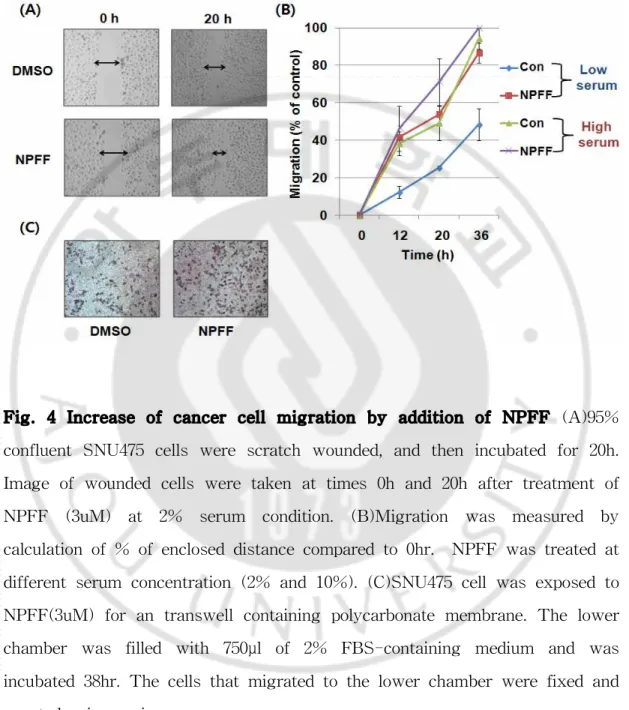 Fig. 4 Increase of cancer cell migration by addition of NPFF (A)95% confluent SNU475 cells were scratch wounded, and then incubated for 20h