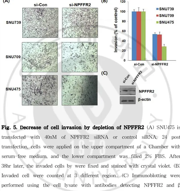 Fig. 5. D ecrease of cell invasion by depletion of NPFFR2 (A) SNU475 is transfected with 40nM of NPFFR2 siRNA or control siRNA, 24 post transfection, cells were applied on the upper compartment of a Chamber with serum-free medium, and the lower compartment