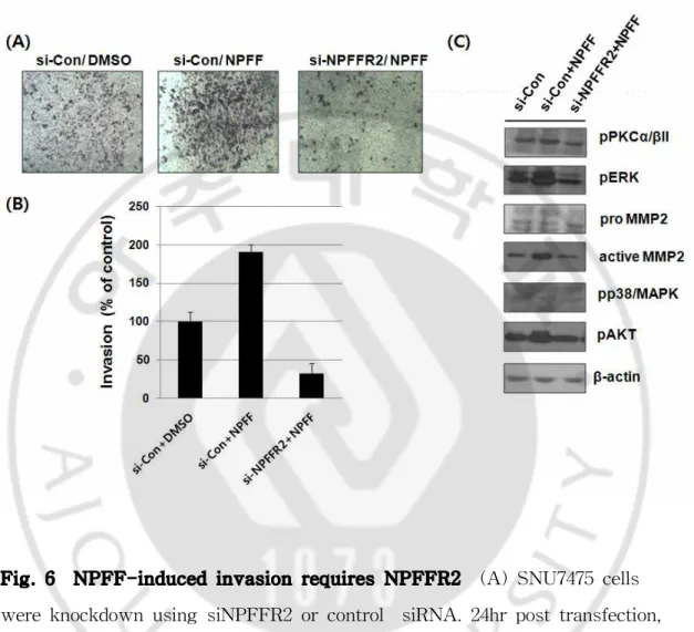 Fig. 6 NPFF-induced invasion requires NPFFR2 (A) SNU7475 cells were knockdown using siNPFFR2 or control siRNA