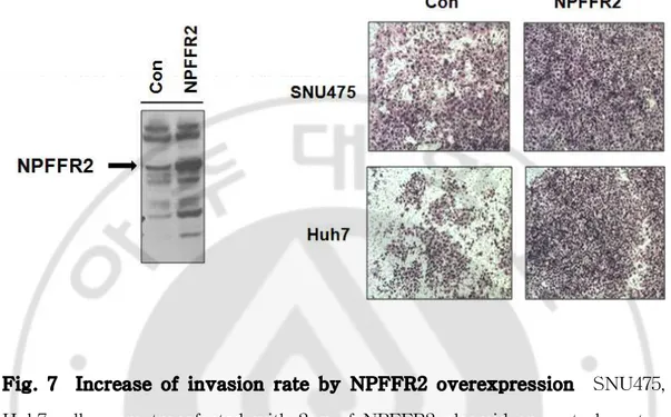 Fig. 7 Increase of invasion rate by NPFFR2 overexpression SNU475, Huh7 cells were transfected with 2μg of NPFFR2 plasmid or control vector After 24hr later, cells were trypsinized and applied on the upper compartment of a Chamber with serum-free medium, an