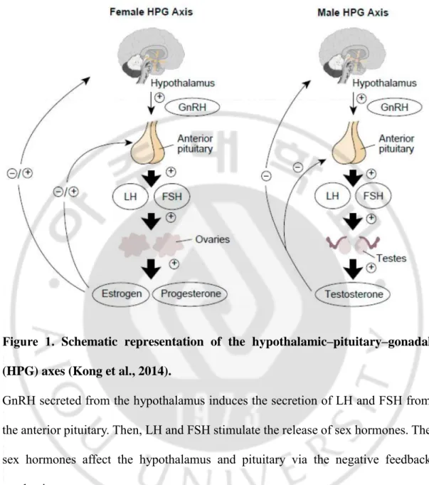 Figure  1.  Schematic  representation  of  the  hypothalamic–pituitary–gonadal  (HPG) axes (Kong et al., 2014)