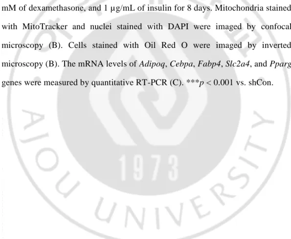 Figure 4. Alterations of adipogenesis in Opa1 knock-downed 3T3-L1 cells.   