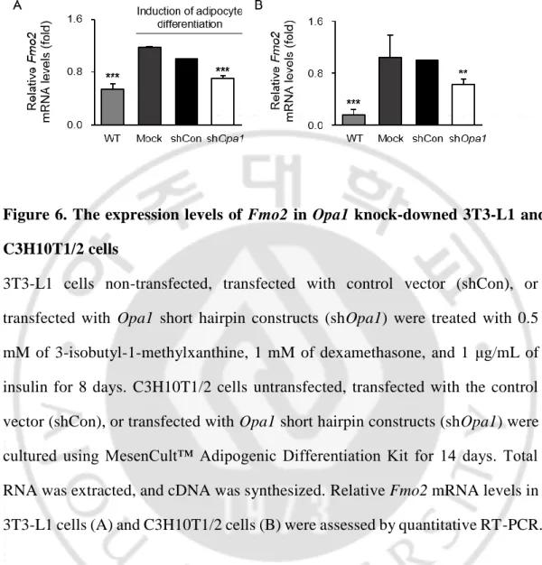 Figure 6. The expression levels of Fmo2 in Opa1 knock-downed 3T3-L1 and  C3H10T1/2 cells 