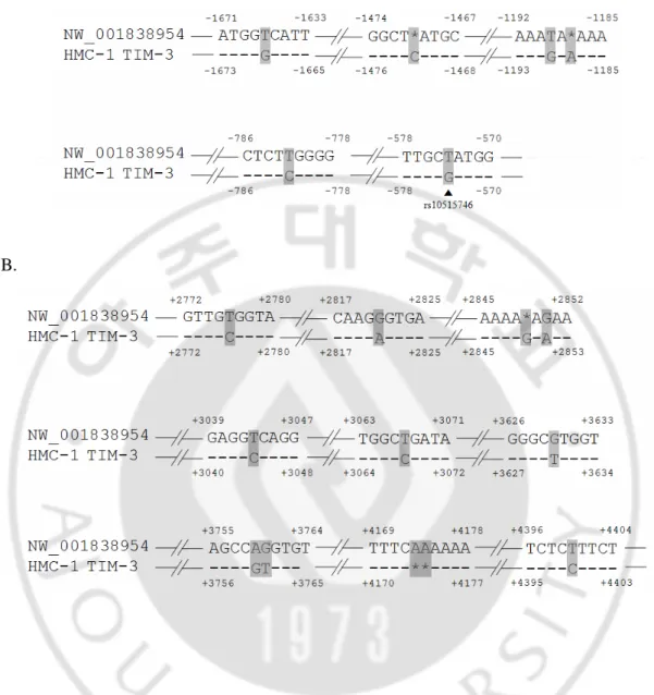 Fig.  3.  인간 인간 인간  혈액 인간 혈액 혈액 혈액/정자 정자 정자 정자에서 에서 에서  보고된 에서 보고된  TIM-3  유전자 보고된 보고된 유전자 유전자 유전자  염기서열과 염기서열과 염기서열과  HMC-1에서 염기서열과 에서 에서 에서  분리한 분리한 분리한  분리한 TIM-3  upstream  DNA의 의의 의  염기서열염기서열염기서열 염기서열  비교비교비교 비교
