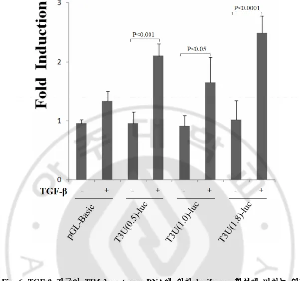 Fig.  6.  TGF- β  자극 자극 자극이 자극 이 이 이  TIM-3  upstream  DNA에 에 에  의한 에 의한  luciferase  활성에 의한 의한 활성에 활성에  미치는 활성에 미치는 미치는 미치는  영향 영향 영향 영향