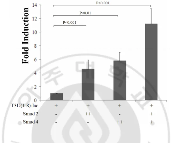 Fig. 7. TIM-3 upstream DNA에 에 에 에  의한 의한 의한  luciferase  활성에 의한 활성에  smad  과발현이 활성에 활성에 과발현이 과발현이 과발현이  미치는 미치는 미치는 미치는  영향 영향 영향 영향