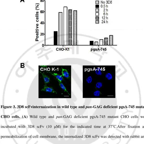 Figure 3. 3D8 scFvinternaization in wild type and pan-GAG deficient pgsA-745 mutant  CHO  cells