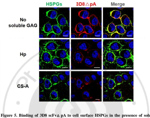 Figure  5.  Binding  of  3D8  scFv △ pA  to  cell  surface  HSPGs  in  the  presence  of  soluble  GAGs