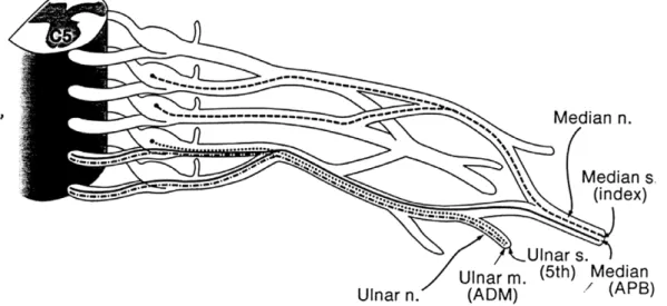 Fig. 1. The basic upper extremity nerve conduction study assessment.