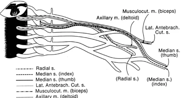 Table 1. The frequency that axon loss lesions of individual brachial plexus elements produce various sensory NCS abnormalities