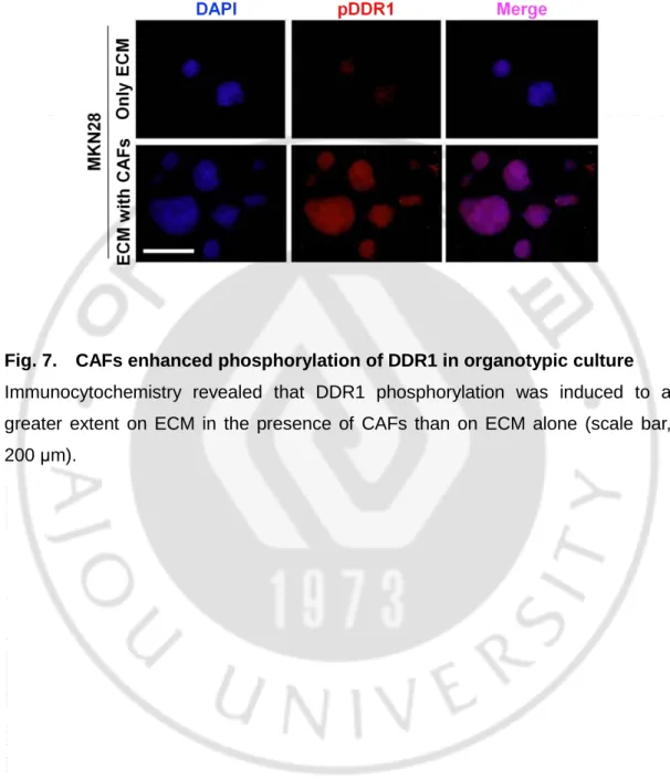 Fig. 7.    CAFs enhanced phosphorylation of DDR1 in organotypic culture 