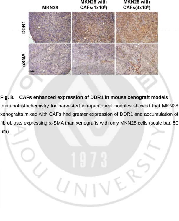 Fig. 8.    CAFs enhanced expression of DDR1 in mouse xenograft models 