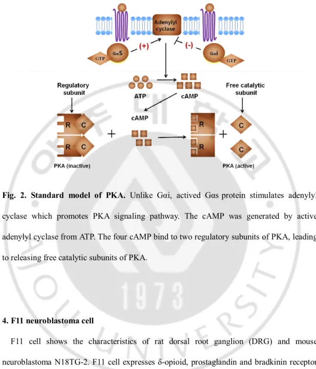 Fig.  2.  Standard  model  of  PKA.  Unlike  Gαi,  actived  Gαs protein  stimulates  adenylyl  cyclase  which  promotes  PKA  signaling  pathway