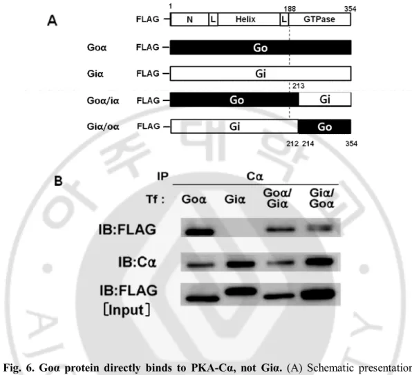Fig.  6.  Goα  protein  directly  binds  to  PKA-Cα,  not  Giα.  (A)  Schematic  presentation  of  Goα (black square), Giα (white square), two chimeric Goα/iα (complex of black/white) and  Giα/oα  (complex  of  white  /  black)