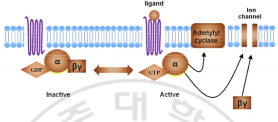 Fig.  1.  The  general  characteristic  of  heterotrimeric  G  protein.  In  inactive  state,  GDP  (guanosine diphosphate) bound Gα protein binds to Gβγ complex