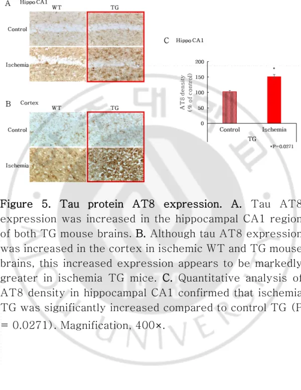 Figure  5.  Tau  protein  AT8  expression.  A.  Tau  AT8  expression  was  increased  in  the  hippocampal  CA1  region  of both TG mouse brains