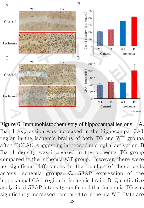 Figure 6. Immunohistochemistry of hippocampal lesions.    A.  Iba-1  expression  was  increased  in  the  hippocampal  CA1  region  in  the  ischemic  brains  of  both  TG  and  WT  groups  after tBCCAO, suggesting increased microglial activation
