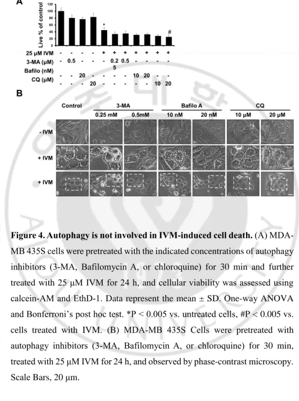 Figure 4. Autophagy is not involved in IVM-induced cell death. (A) MDA-