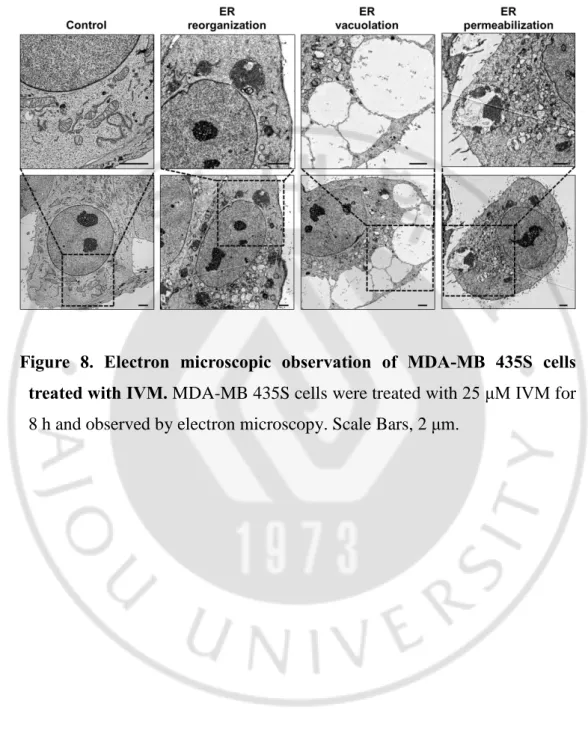 Figure  8.  Electron  microscopic  observation  of  MDA-MB  435S  cells  treated with IVM